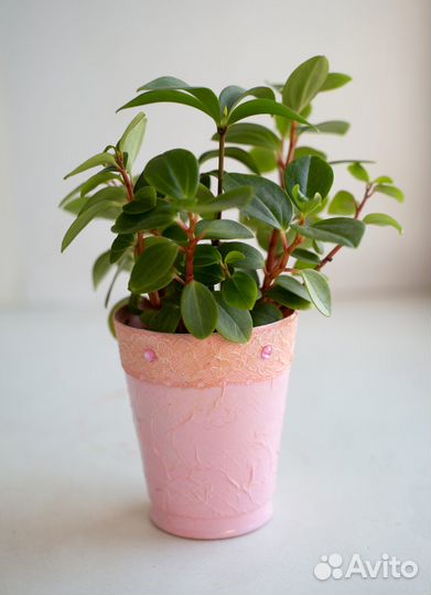 Пеперомия микс