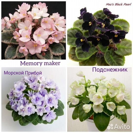 Фиалки мини