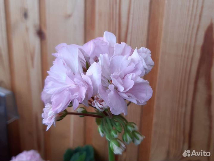 Герань пеларгония