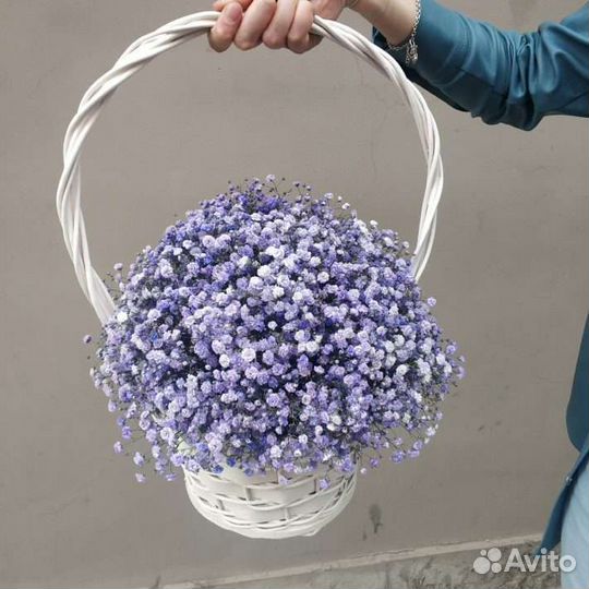 Гипсофила цветы