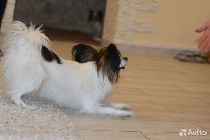 Передержка собак, кинолог, зоотакси