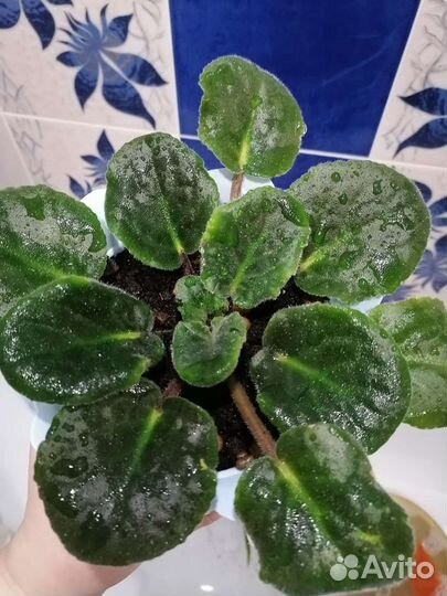 Комнатные растения