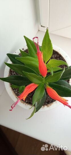 Эсхинантус, Колумнея