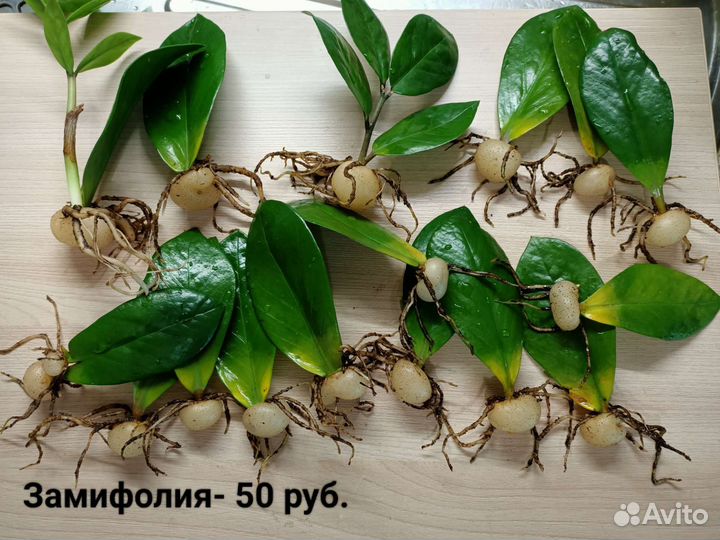 Замиокулькас,Равен,Хлорофитум,Толстянка