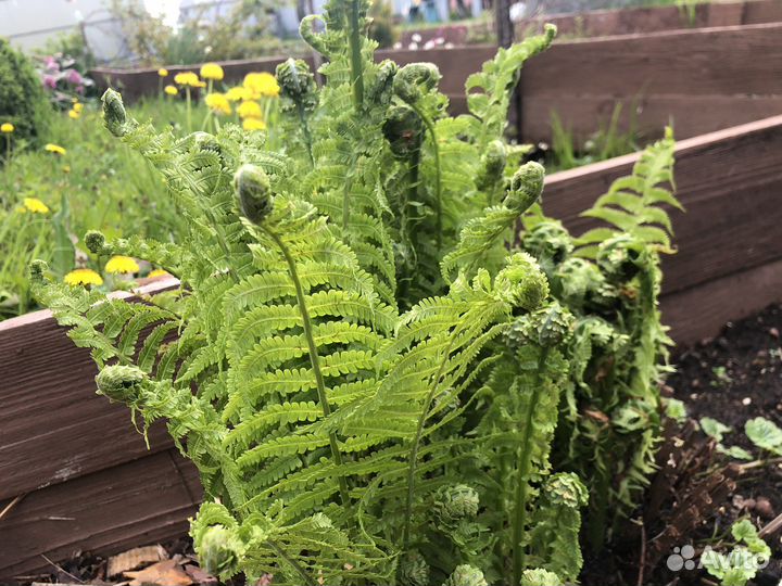 Примула, мак махровый, хризантема мультифлора,ю