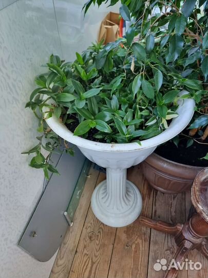 Комнатные цветы