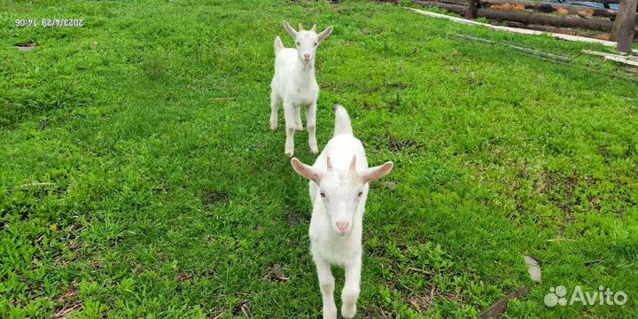 Зааненская коза