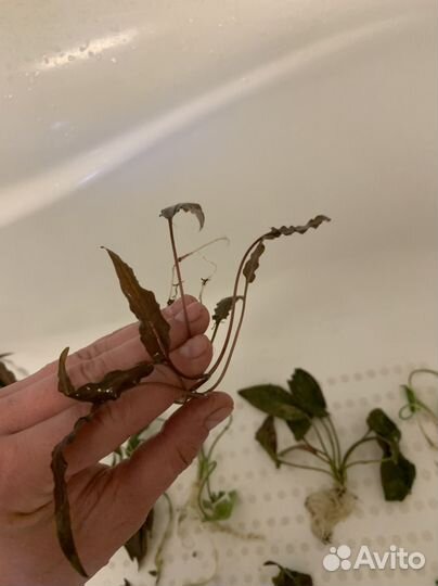 Криптокорина, разные виды