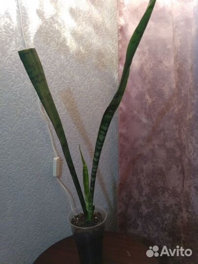 Комнатные цветы