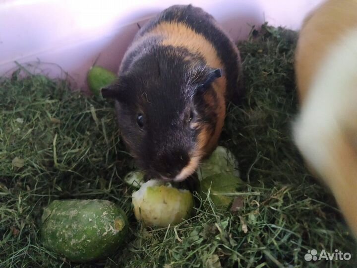 Морская свинка с клеткой