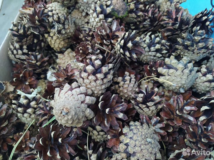 Шишки сосновые, по 2р шт