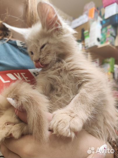 Котёнок Мэйнкун