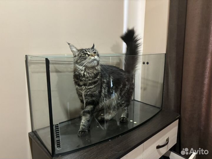 Аквариум 100л