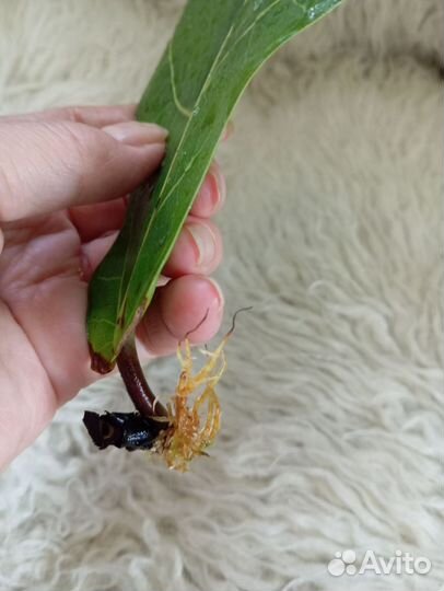 Фикус лирата калумнарис