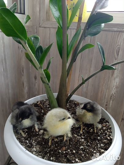 Цыплята породы брама