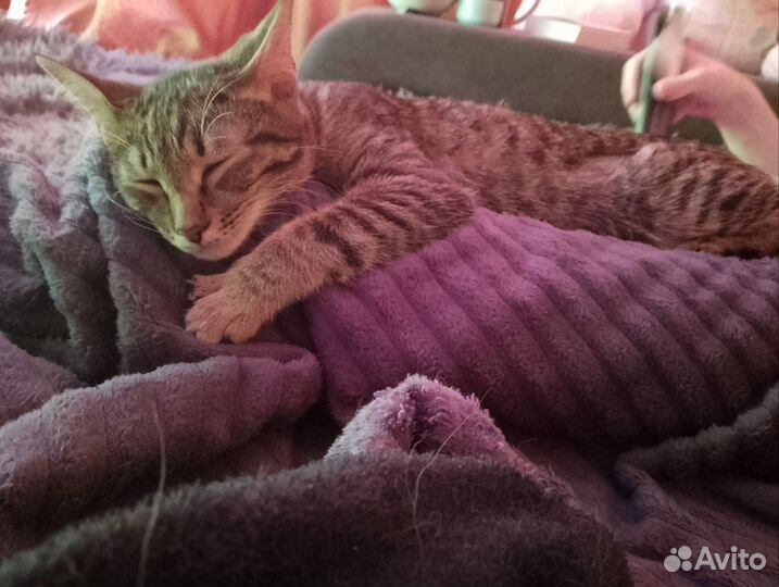 Кошка, кошки в добрые руки