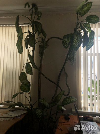 Диффенбахия