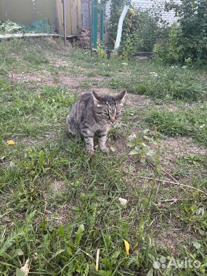 Кот в добрые руки