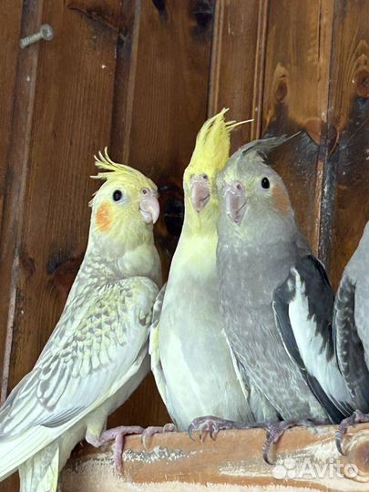 Корелла.Самочка 3,5 месяца