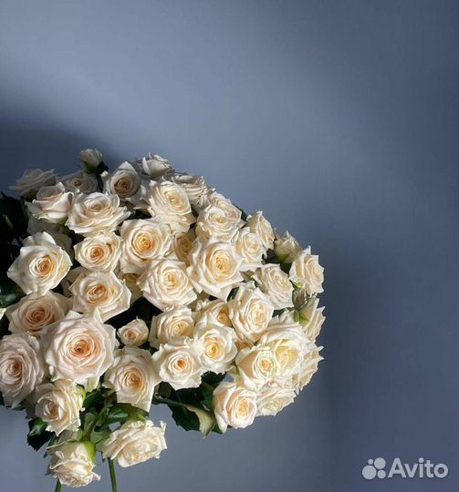 Саженцы роз зкс и окс