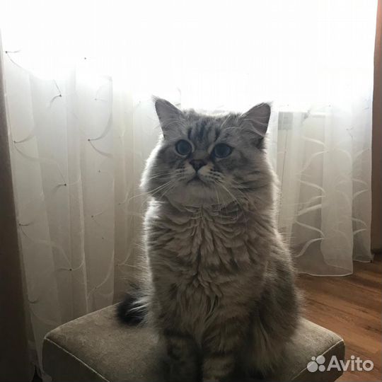 Хайленд Страйт кот