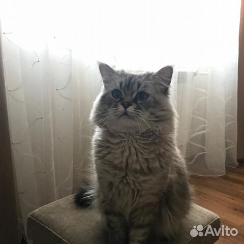 Хайленд Страйт кот