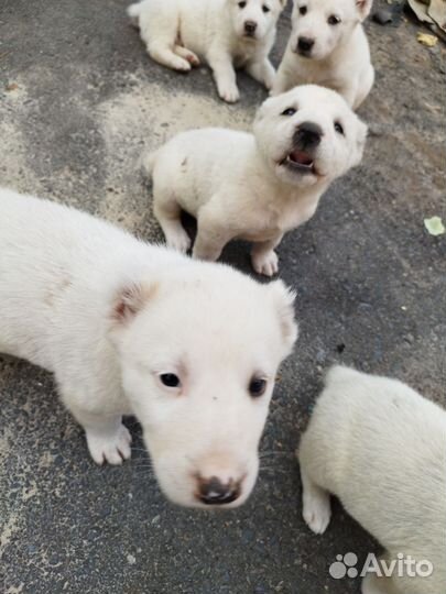 Среднеазиатская овчарка алабай щенки