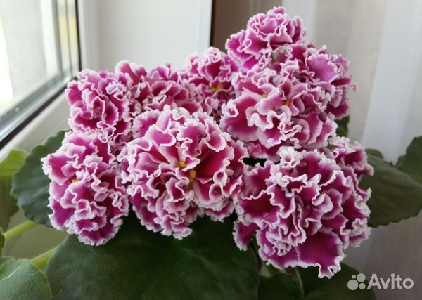 Фиалки сортовые