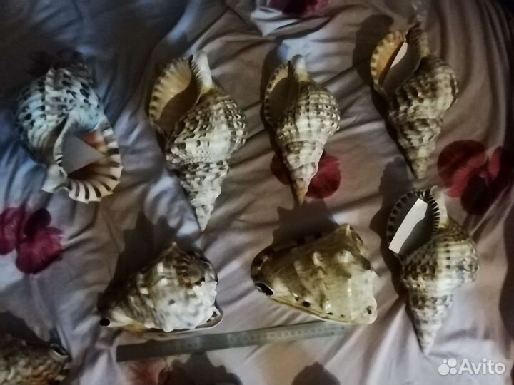 Ракушки океанские