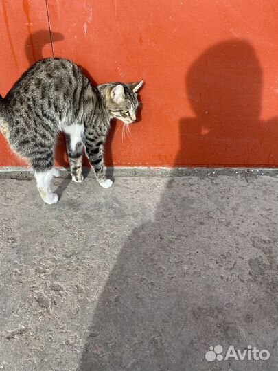 Кот в добрые руки