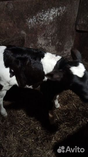 Телята телочки