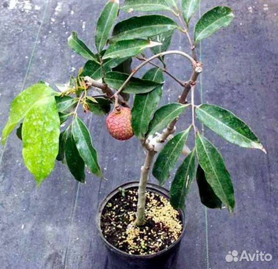 Отростки личи