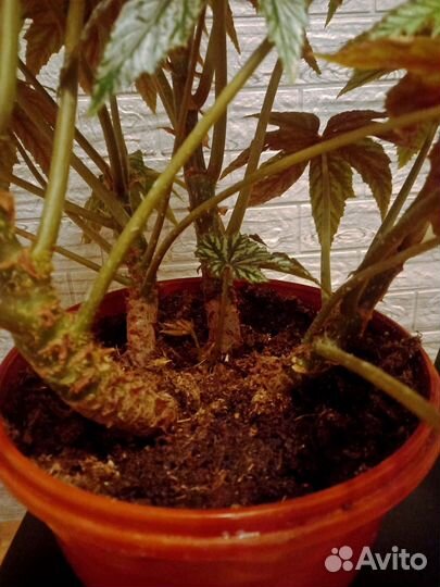 Бегония Гриффон