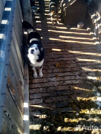 Отдам в хорошие руки собак