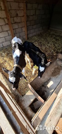 Бычки породистые