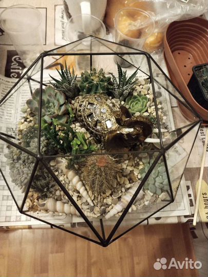 Флорариум из суккулентов