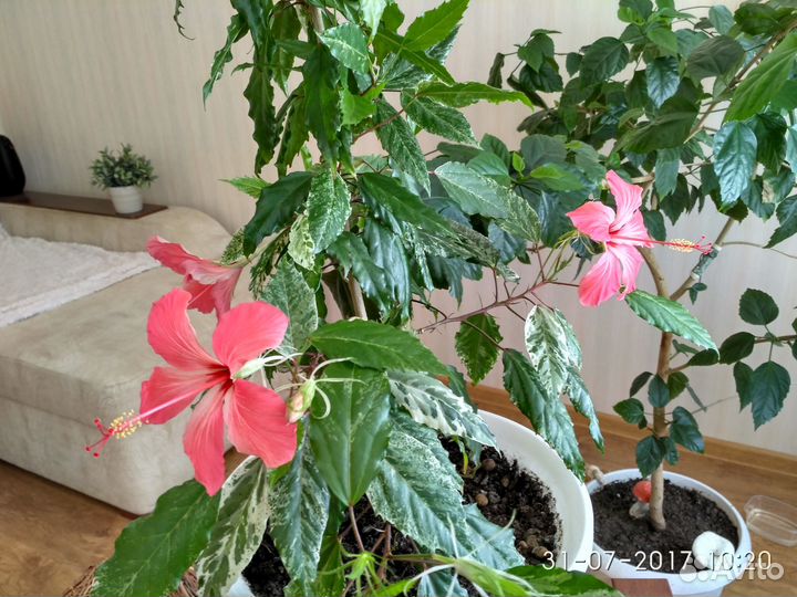 Гибискус розовый пёстролистный