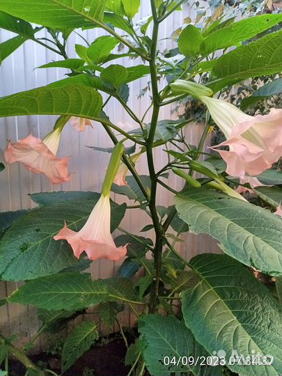 Бругмансия