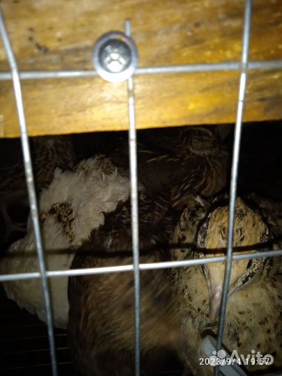 Перепела продажа