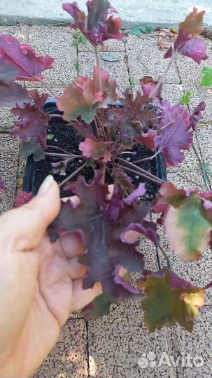 Саженцы гейхеры
