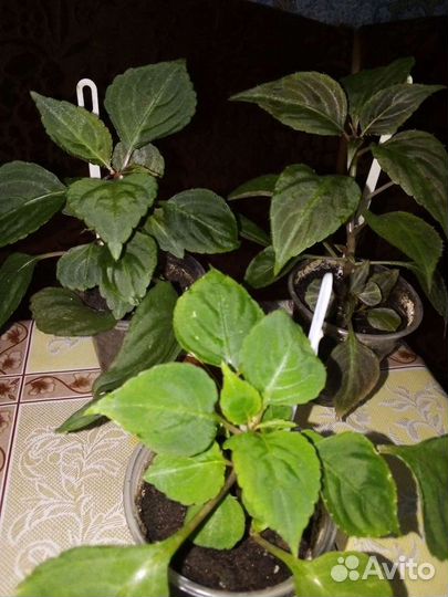 Бальзамины махровые, Недотрога