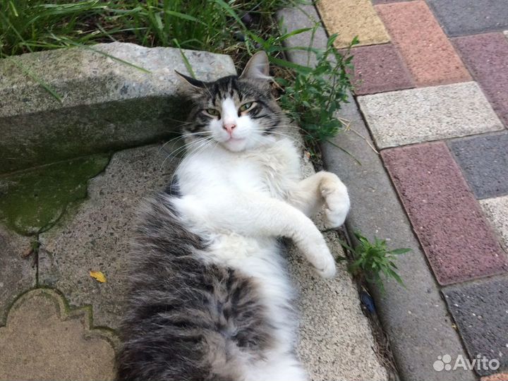 Котик - Мурмотик в самые заботливые руки