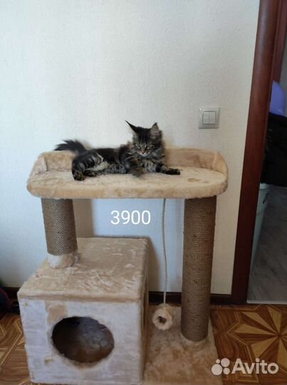 Игровые комплексы для кошек