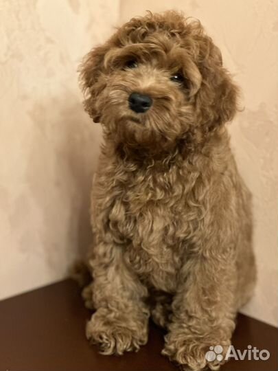 Собака кокапу