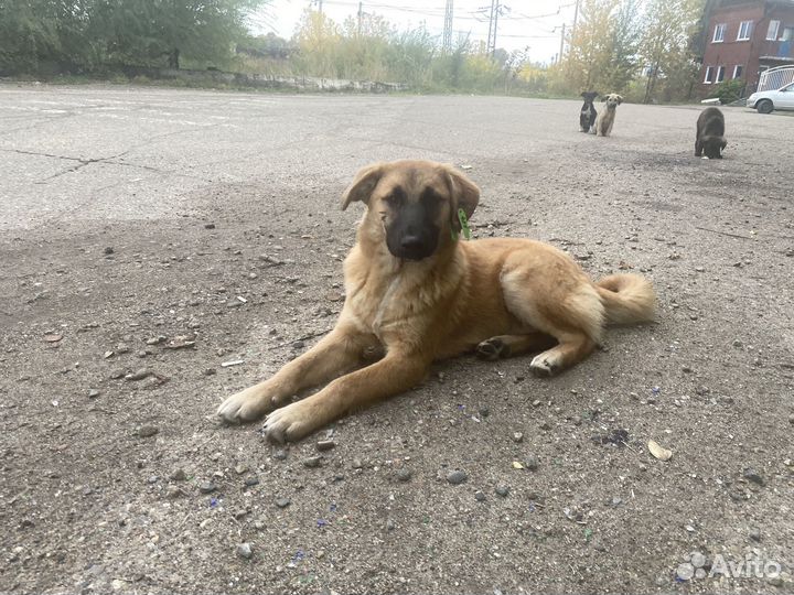Щенок в добрые руки