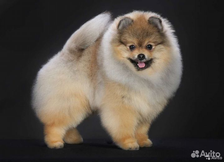 Кобели померанского шпица для вязок
