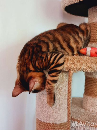 Котята тойгер