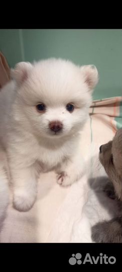 Щенки померанского шпица