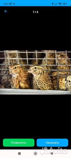 Продам перепелов