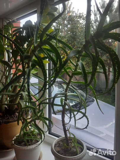 Алоэ лечебный